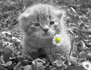 Natura fiori animali